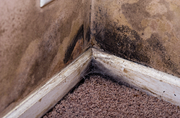 Stop mold growth after a flood.